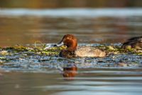 Des projets concrets de conservation de milieux naturels en Estrie
